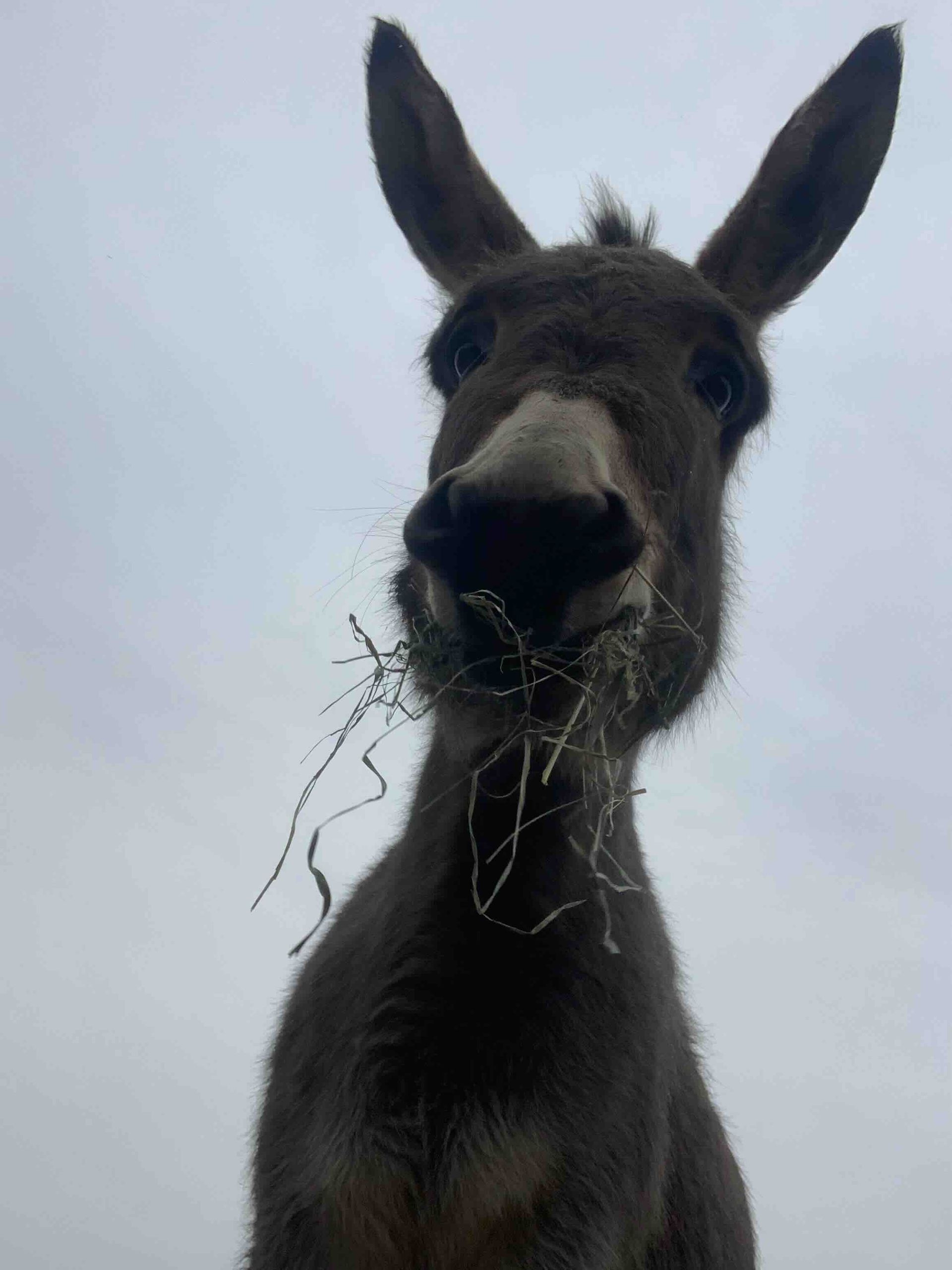 A donkey with hay in its mouth is looking at the camera.