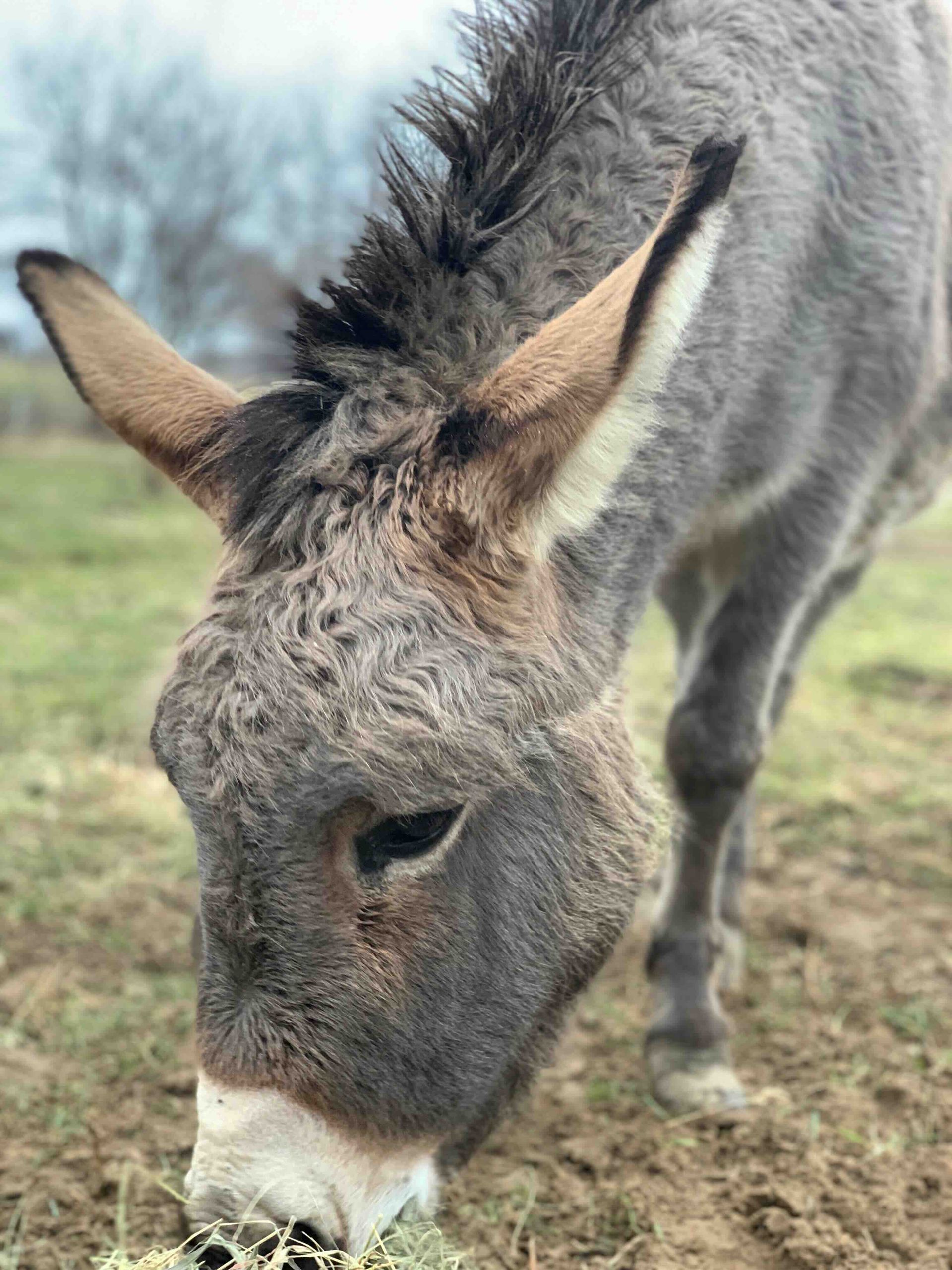 A donkey is eating grass in a field.