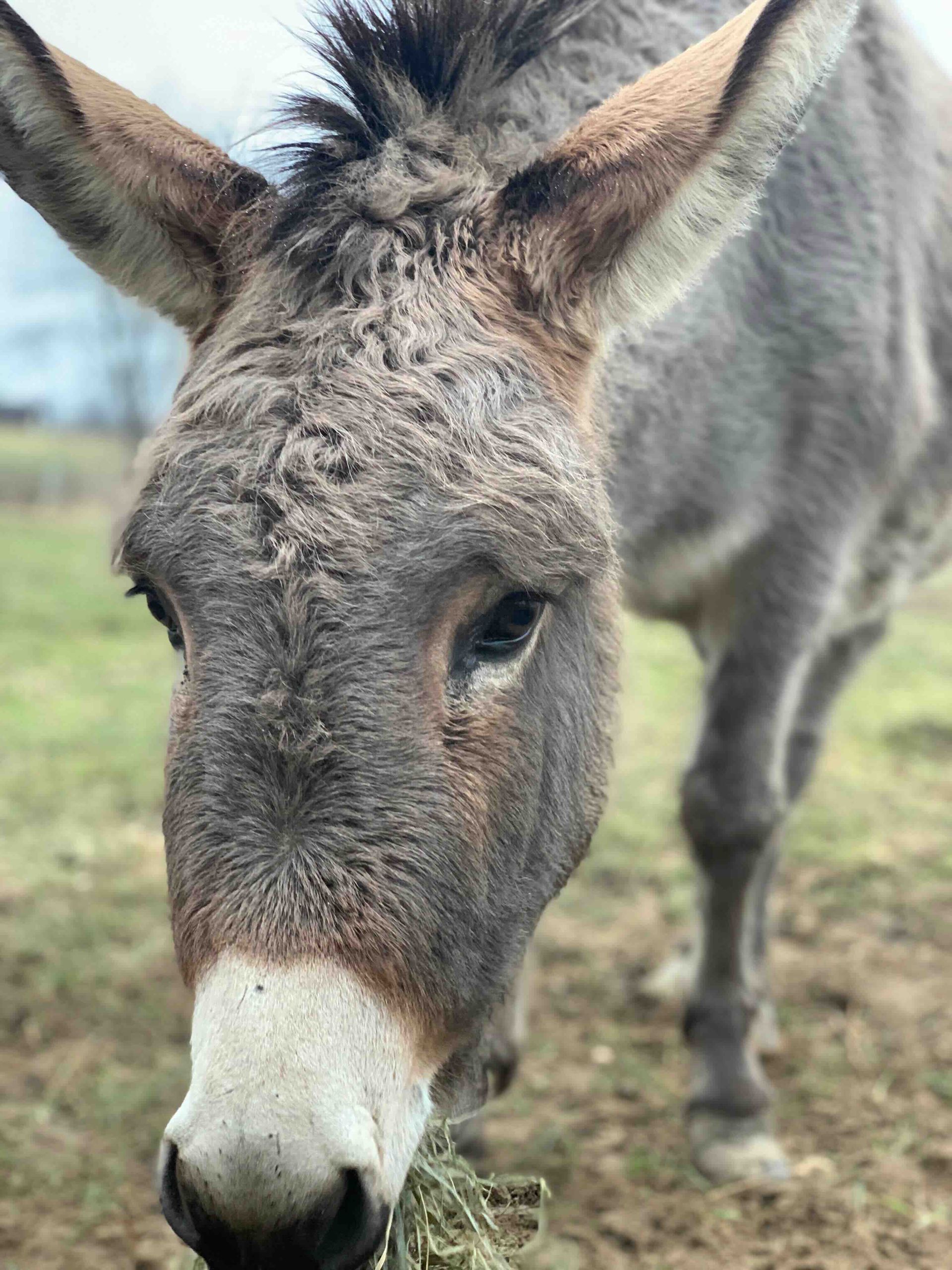 A donkey is eating grass in a field and looking at the camera.