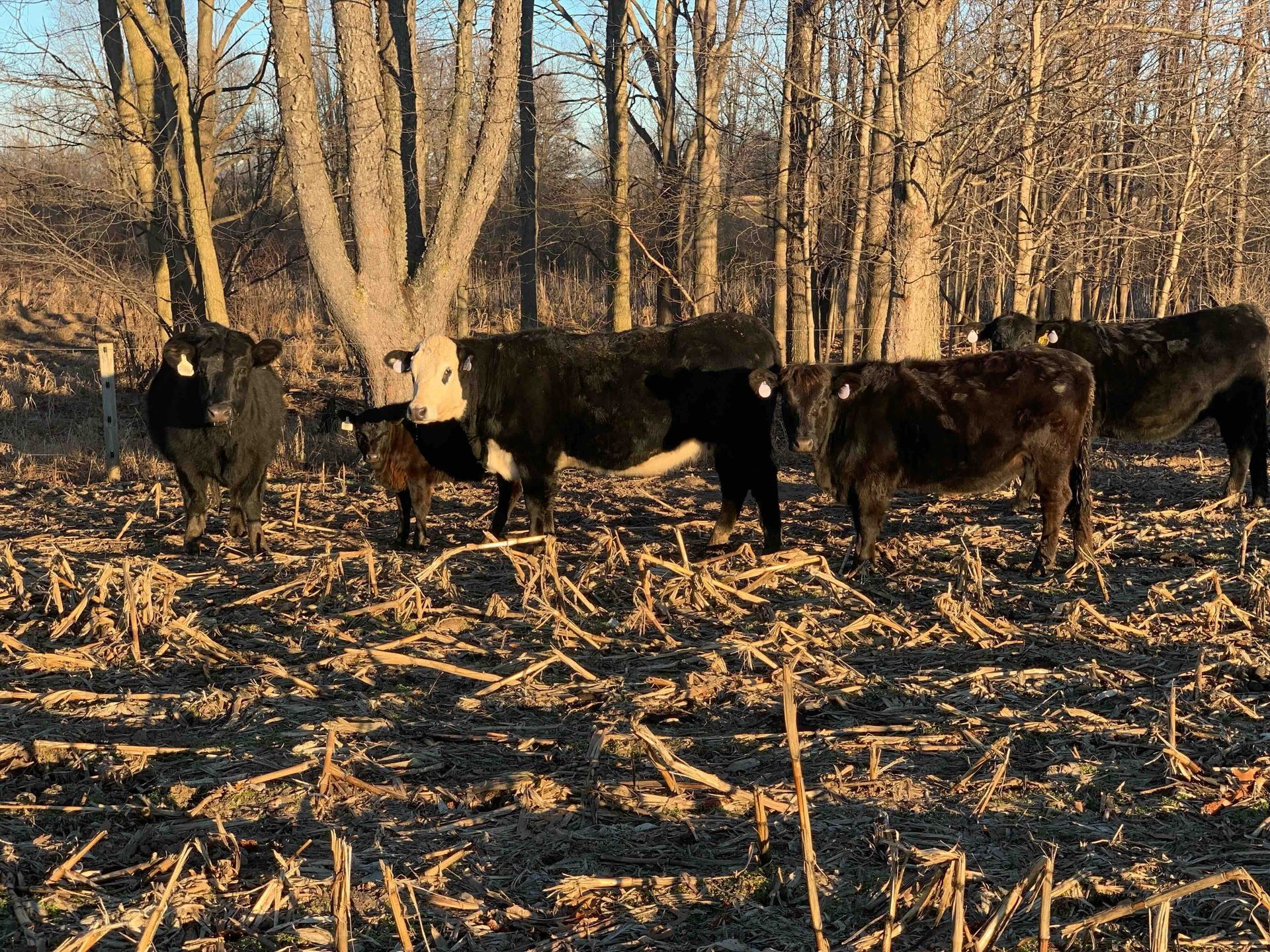 A herd of cows standing in a field with trees in the background.