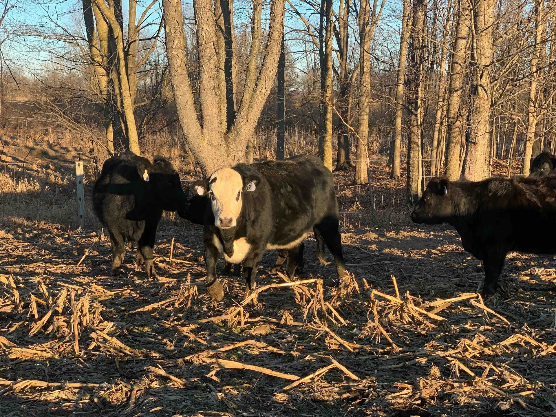 A herd of cows standing in a field with trees in the background.