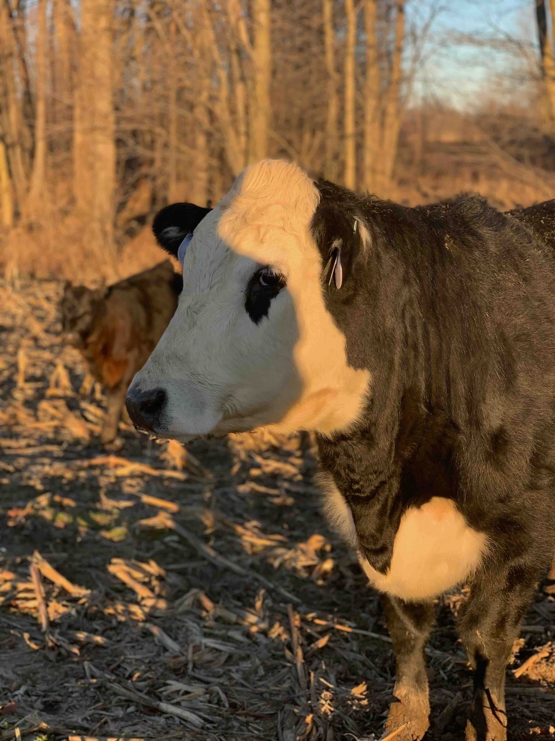 A black and white cow is standing in a field with trees in the background.