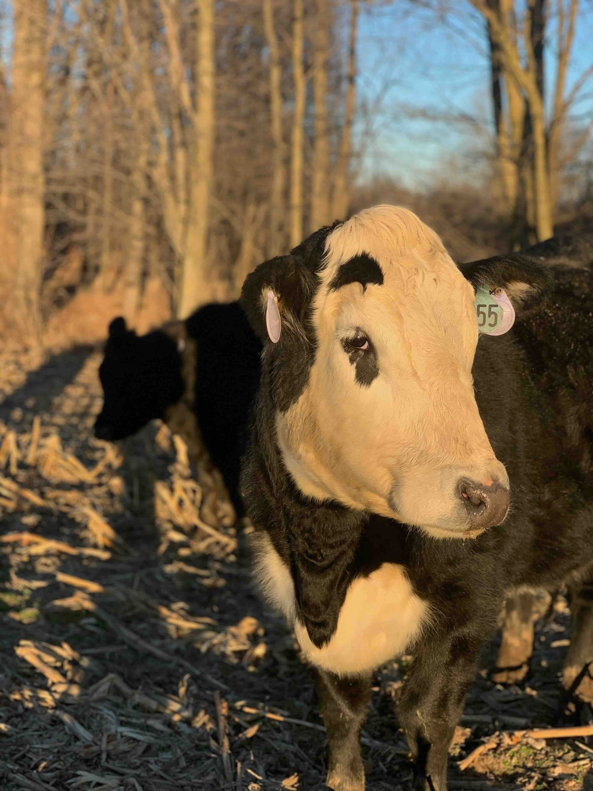 A black and white cow with a tag on its ear is standing in a field.