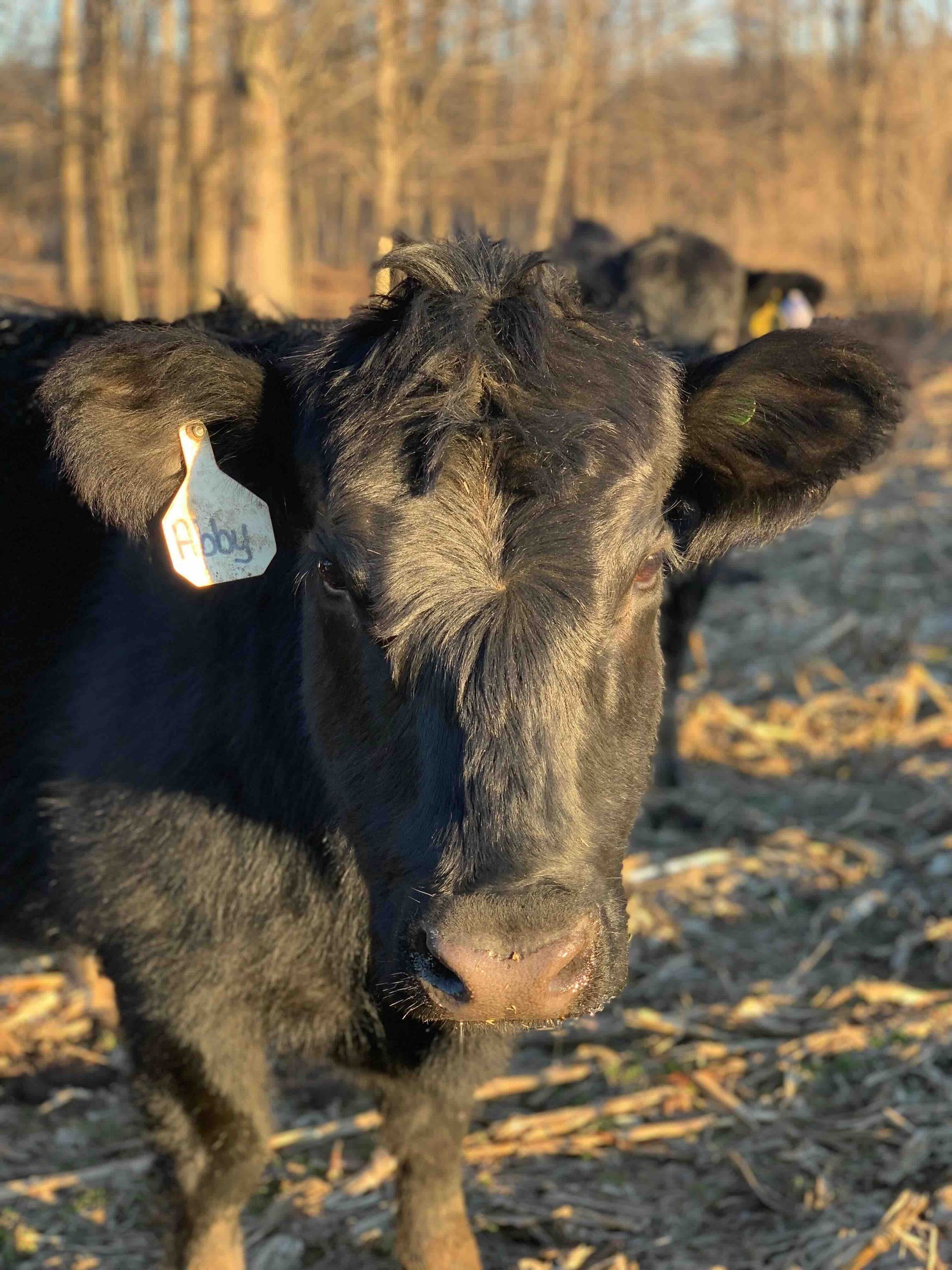 A black cow with a tag on its ear is standing in a field.