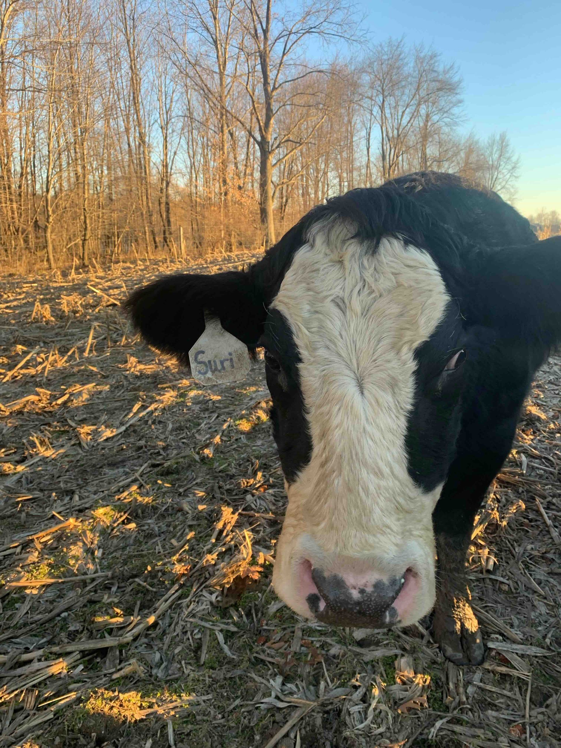 A black and white cow is standing in a field looking at the camera.