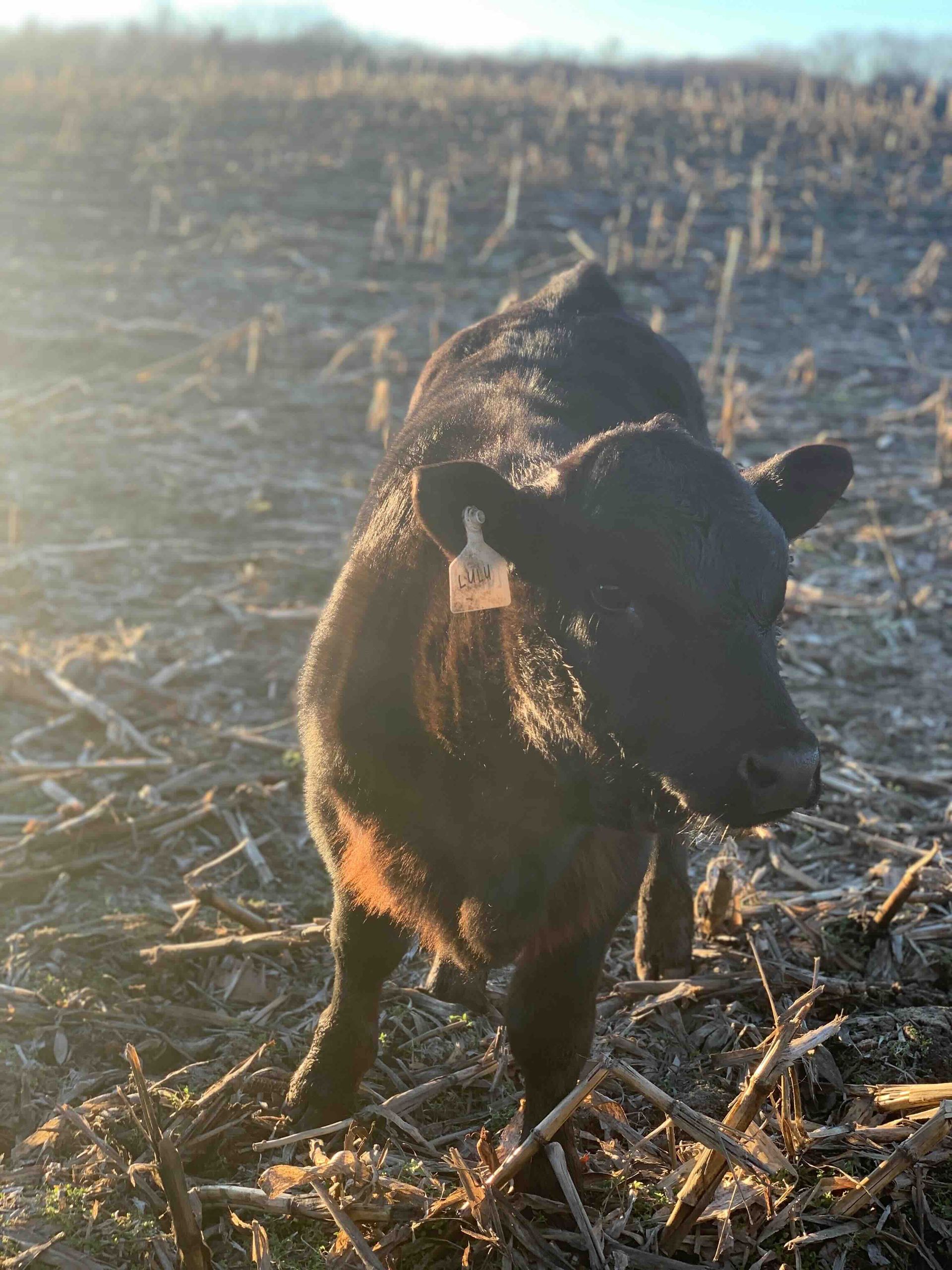 A black cow is standing in a field of hay.