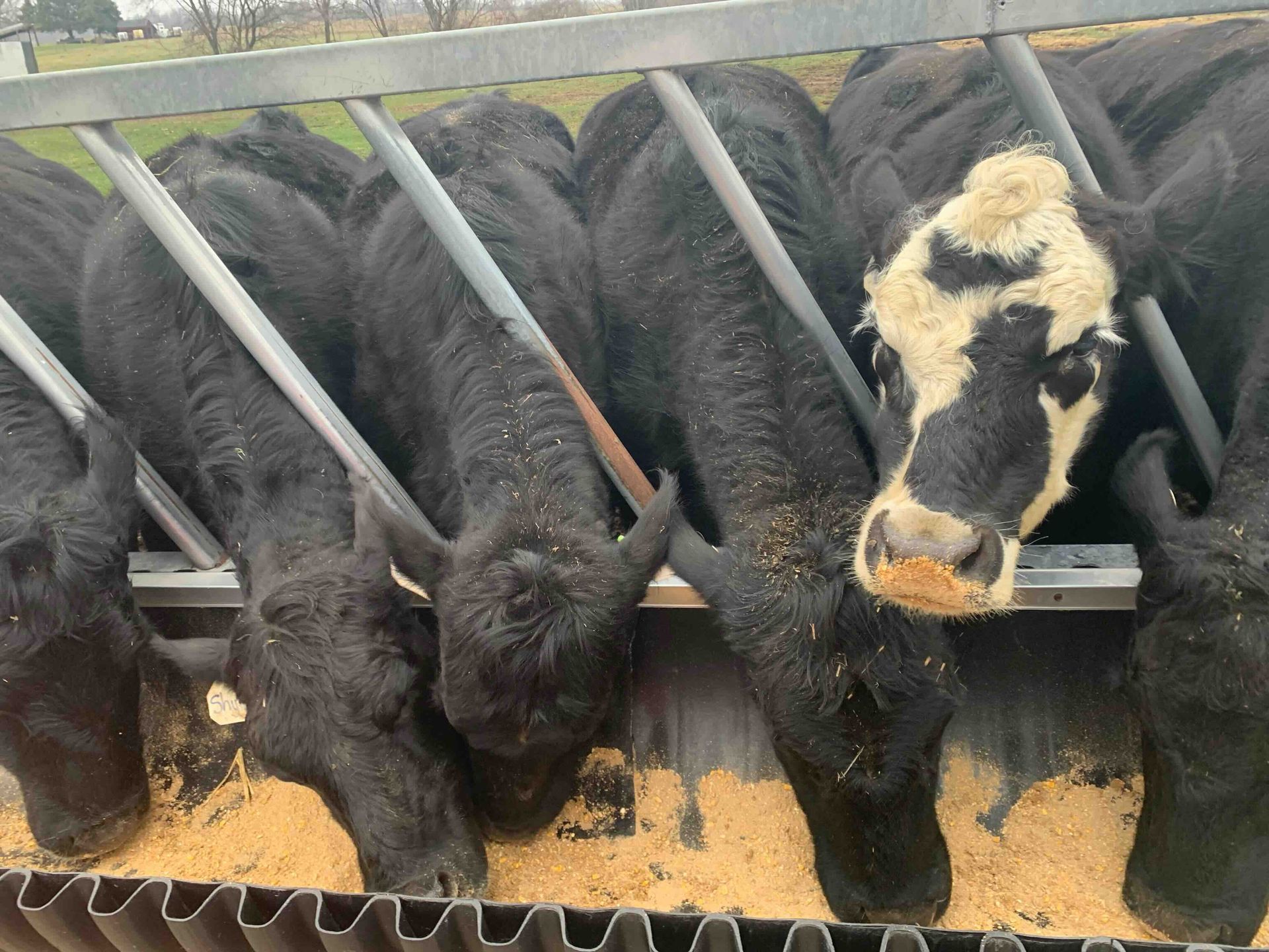 A herd of cows are eating from a feeder.