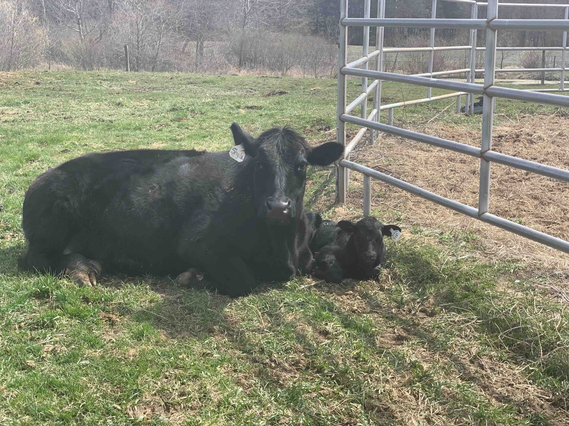 A cow and a baby cow are laying in the grass next to a fence.