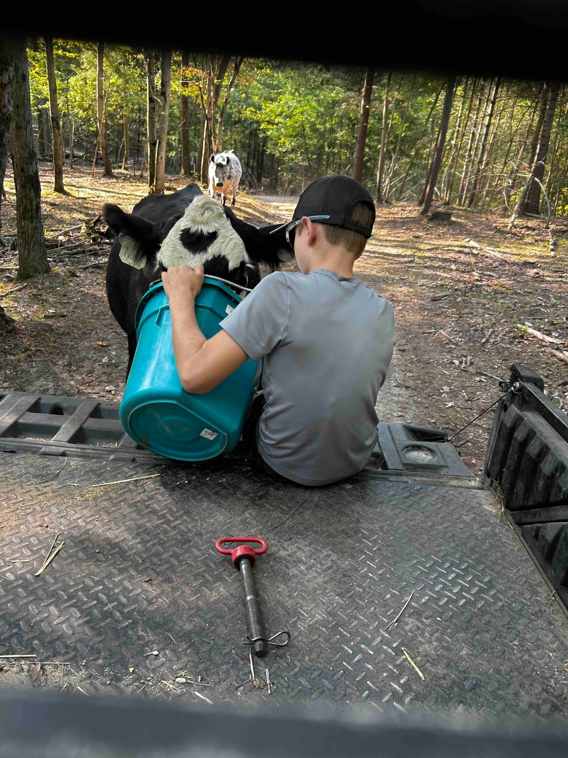 A boy is sitting on a tailgate feeding a cow with a bucket.