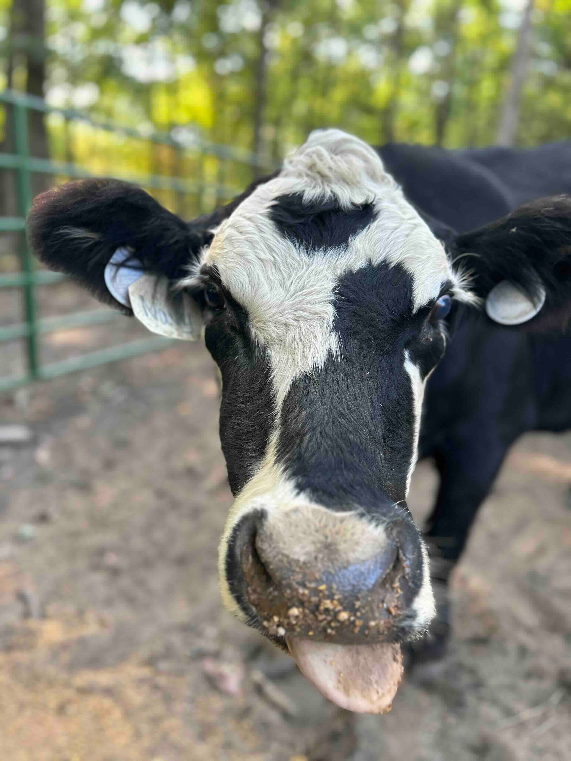 A black and white cow sticking its tongue out.