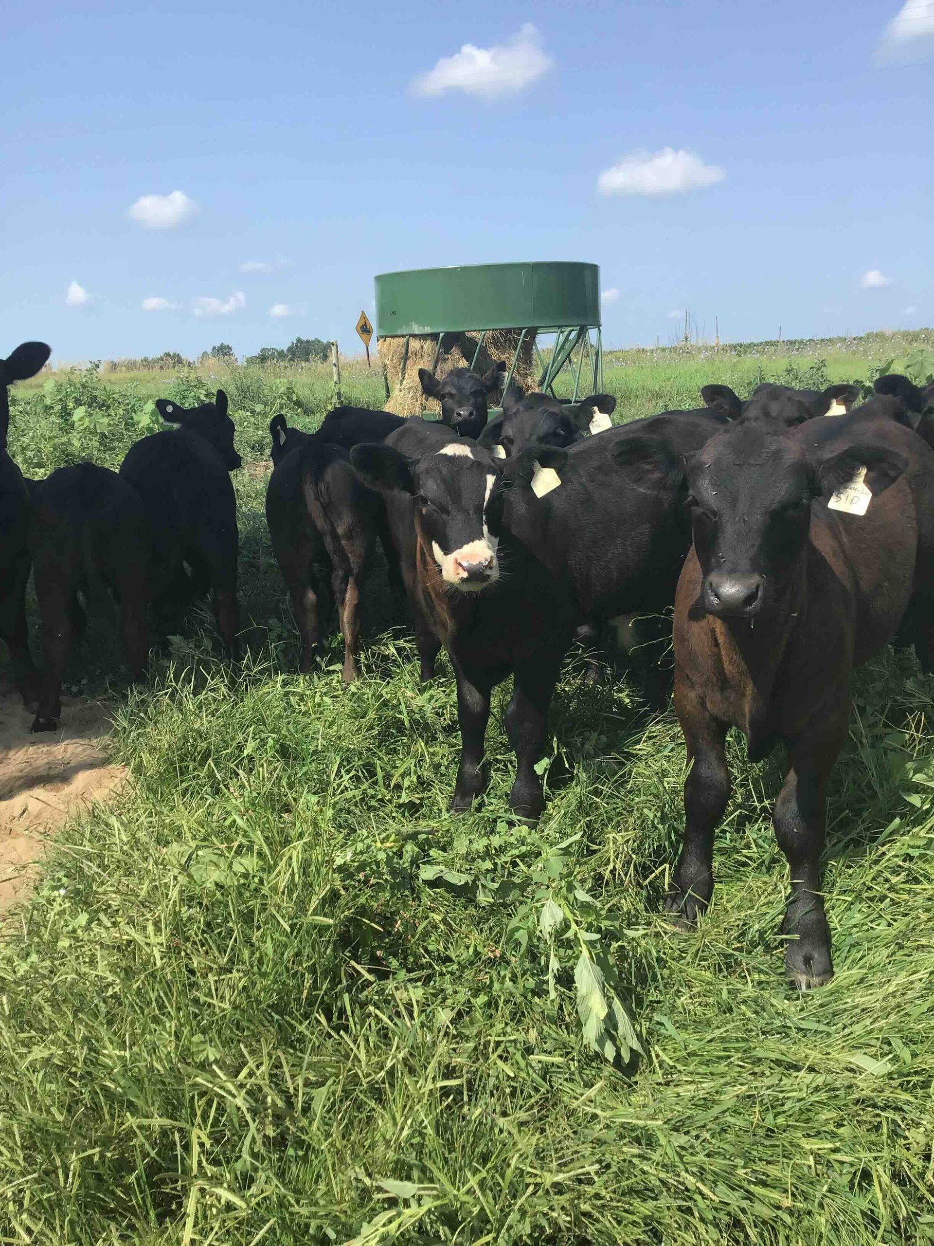 A herd of cows standing in a grassy field