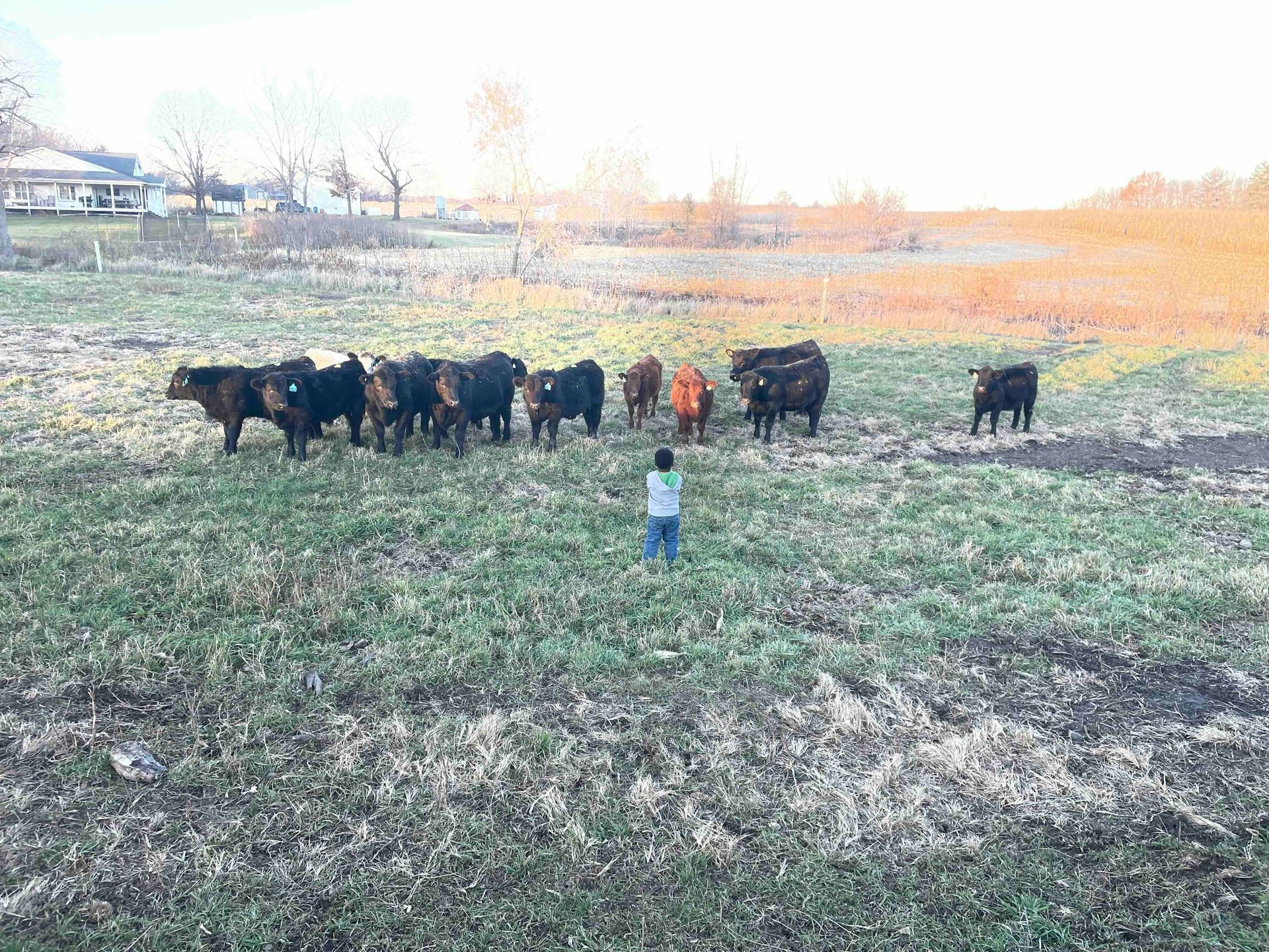 A boy is standing in front of a herd of cattle in a field.
