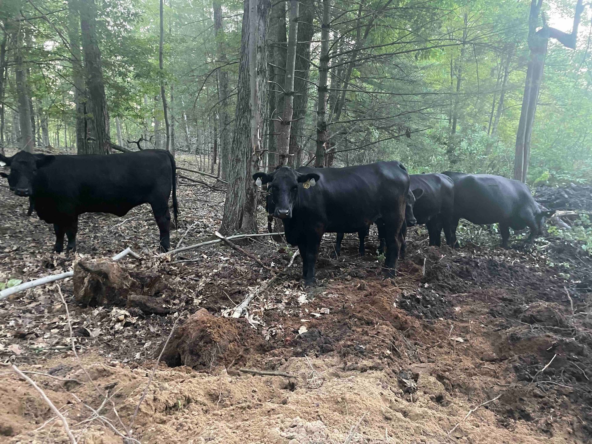 A herd of black cows are standing in the woods.