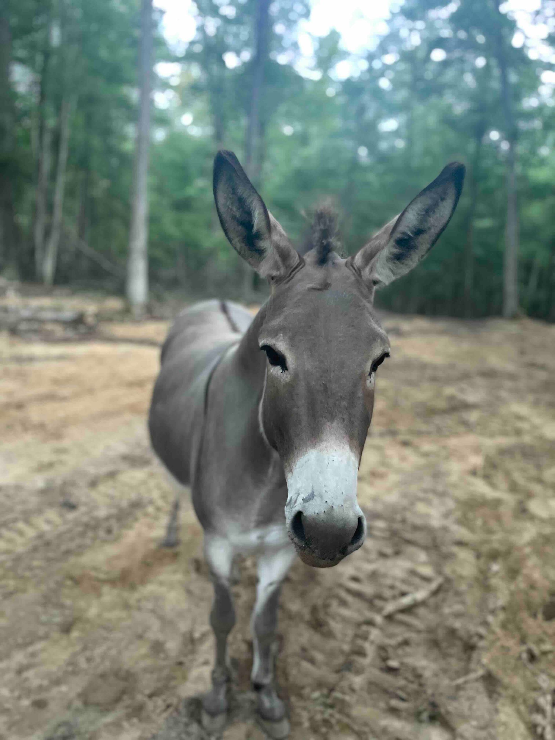 A donkey is standing in the dirt and looking at the camera.