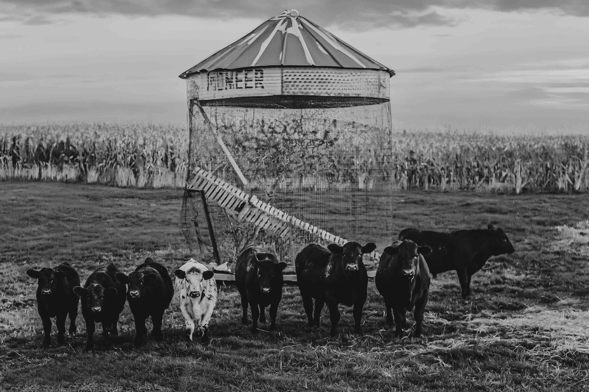 A group of cows are standing in a field in front of a silo.