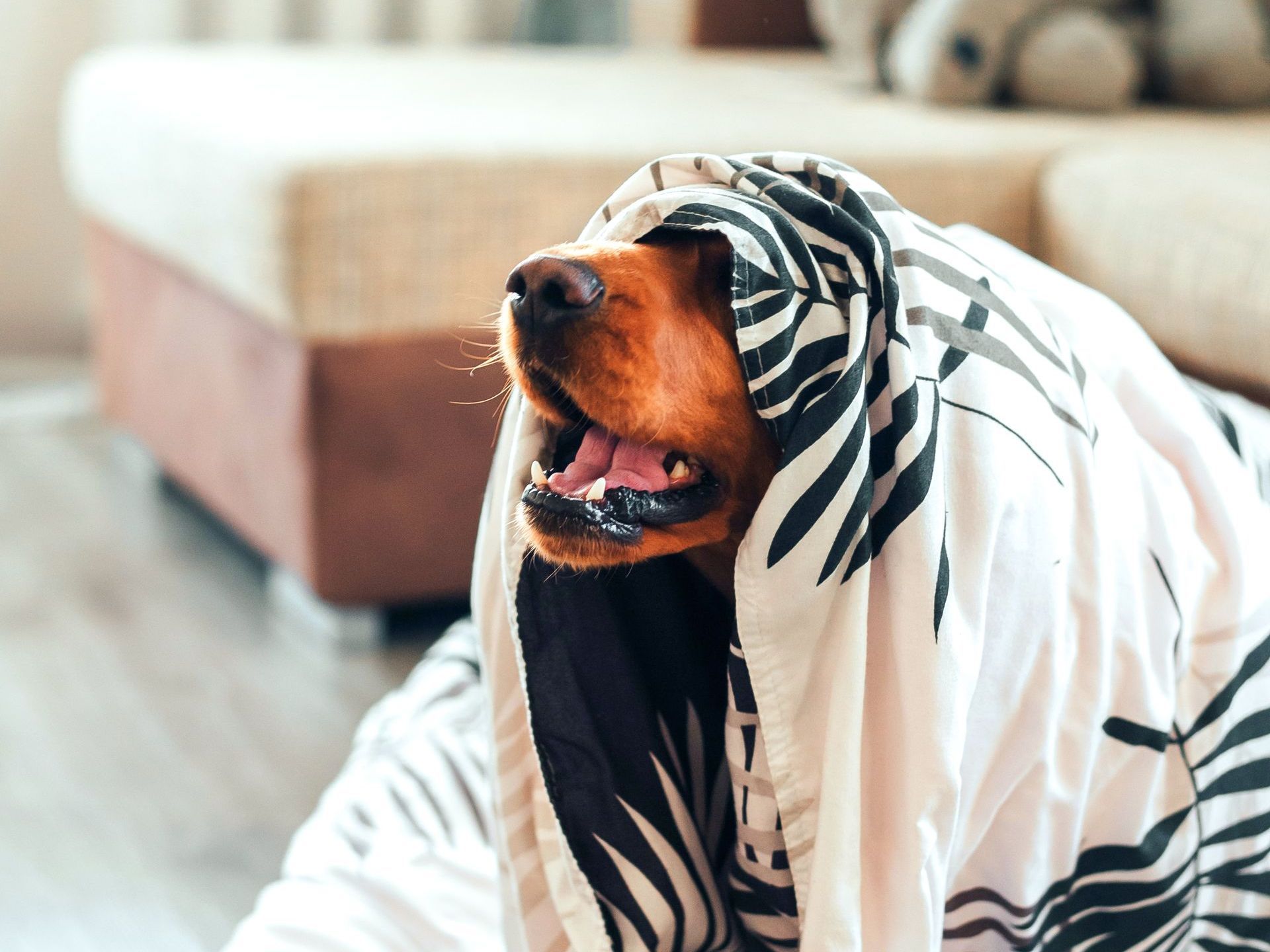un perro con una manta sobre su cabeza con la boca abierta