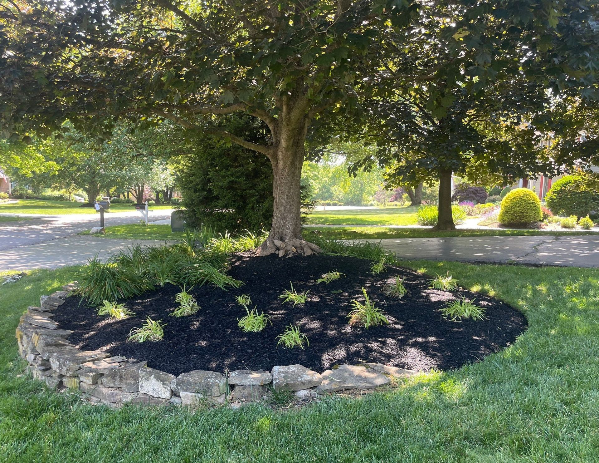 A Tree in a Park — Kennett Square, PA — Classic Lawns