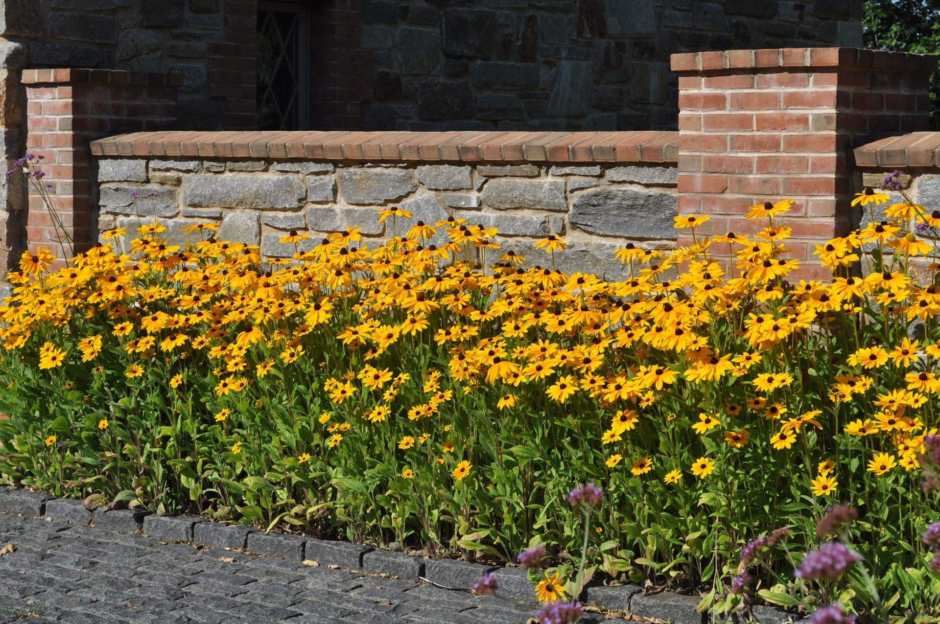 A Group of Yellow Flowers — Kennett Square, PA — Classic Lawns