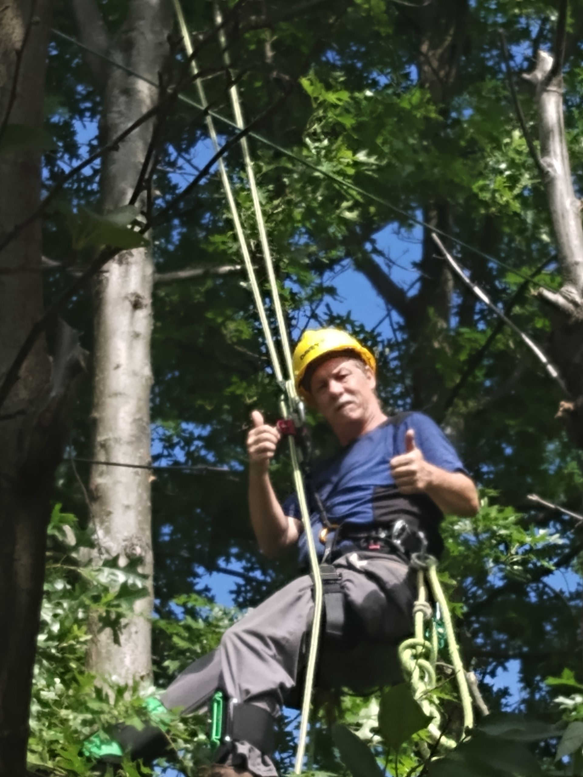 Arborist in harness, wearing a hard hat, giving a thumbs-up while working in a tree.