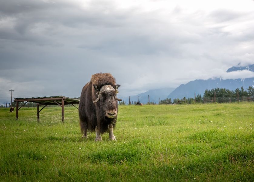 musk ox