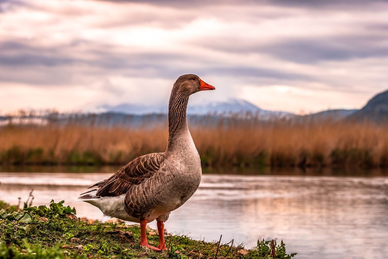 goose