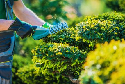 A Man is Trimming a Bush With a Pair of Scissors — Home Nursing Services In Macquarie, NSW