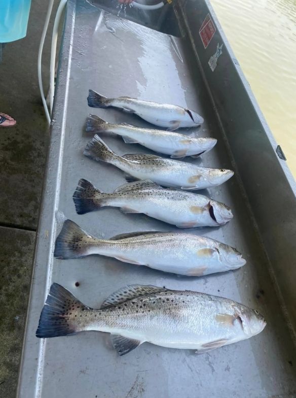 A bunch of fish are sitting on top of a metal table.