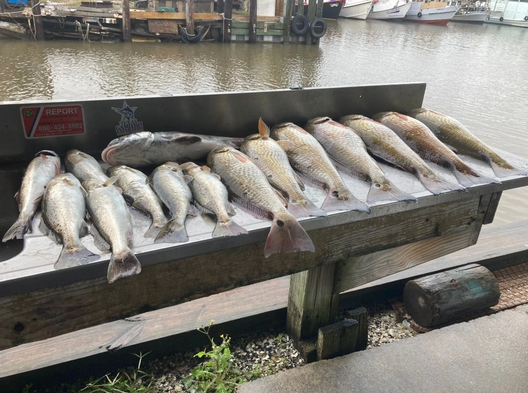 A bunch of fish sitting on top of a wooden table next to a body of water.