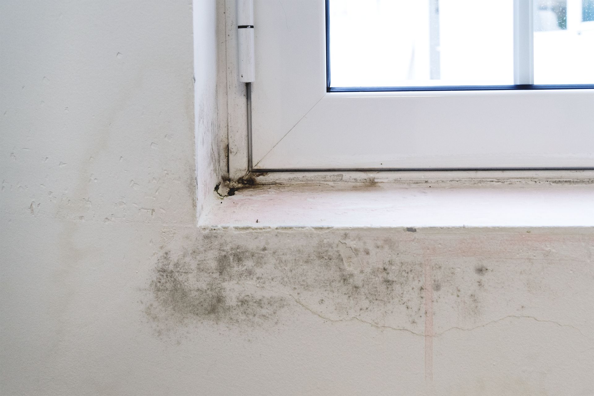 The Importance of Professional Mold Restoration Services 