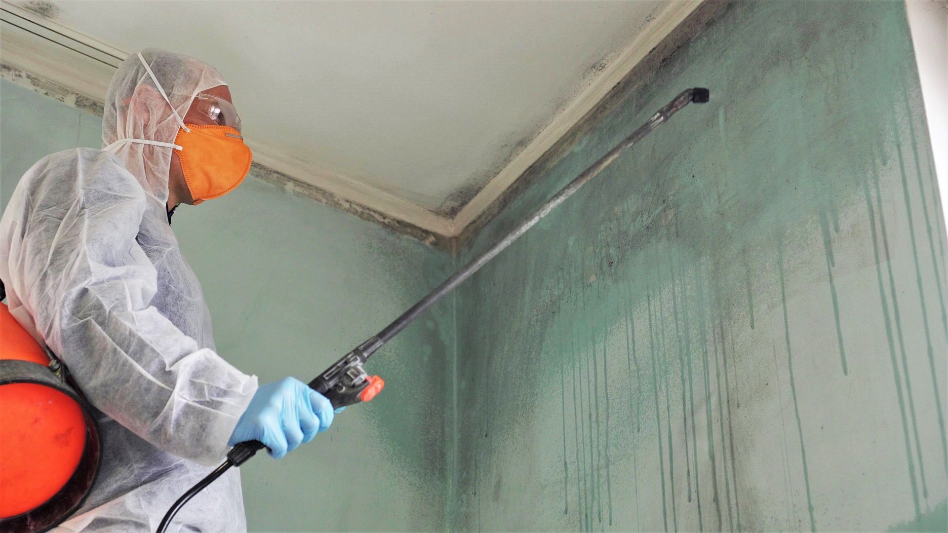 Mold Remediation in Mobile