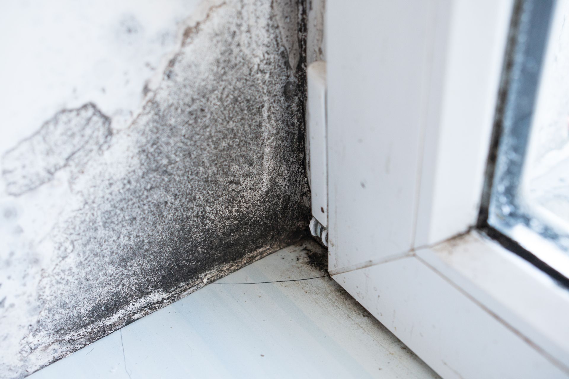 Understanding the Health and Property Value Implications of Mold Infestation
