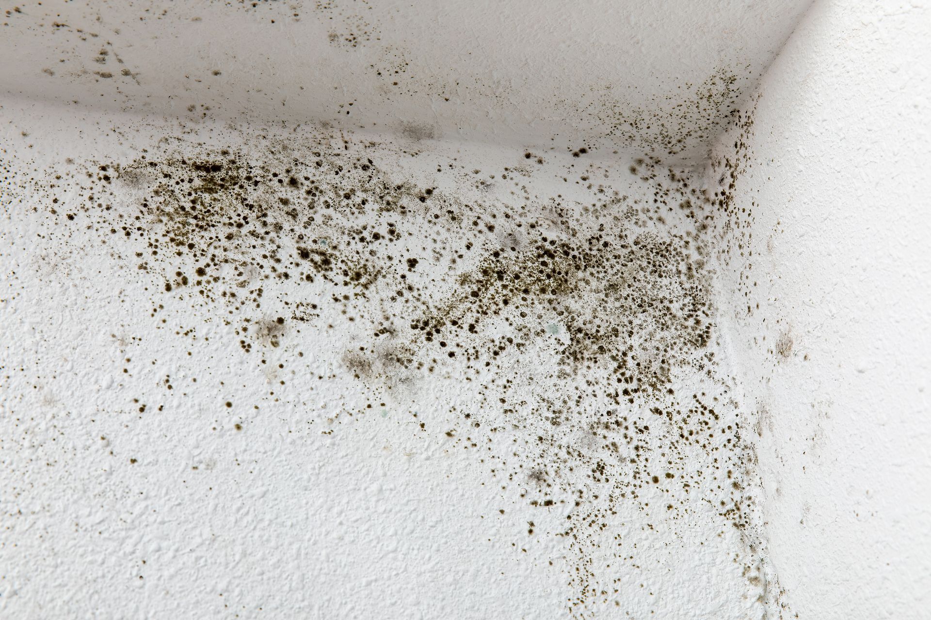 Mold Cleanup and Restoration on the Gulf Coast: Why You Need Professional Mold Remediation