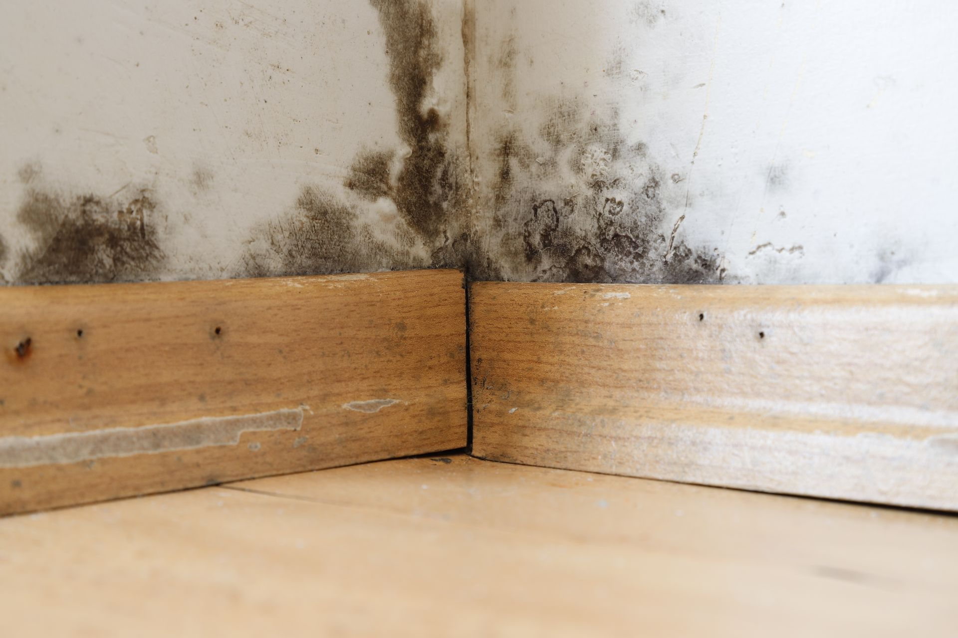 Mold Remediation Services Following Water Damage