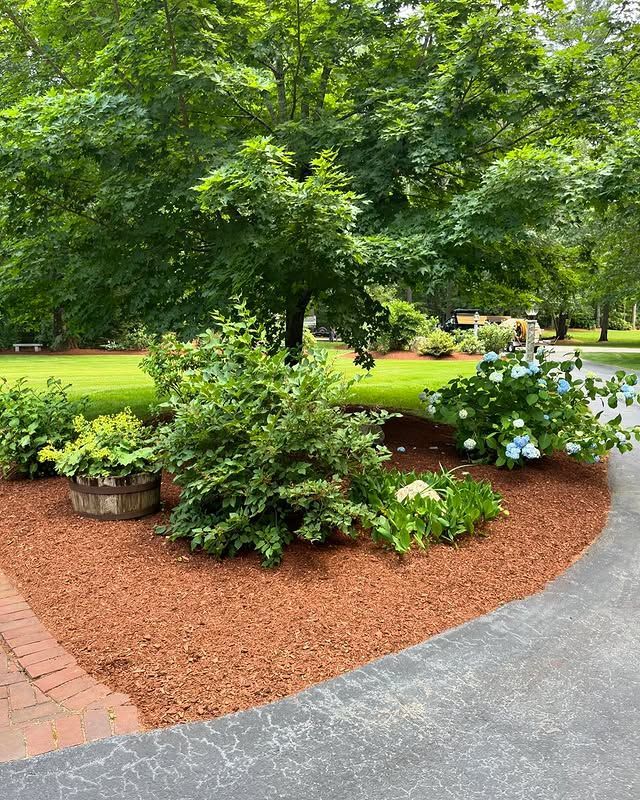 A curved landscaped garden bed with mulch, a wooden planter, lush green bushes, and a blooming blue hydrangea bush.