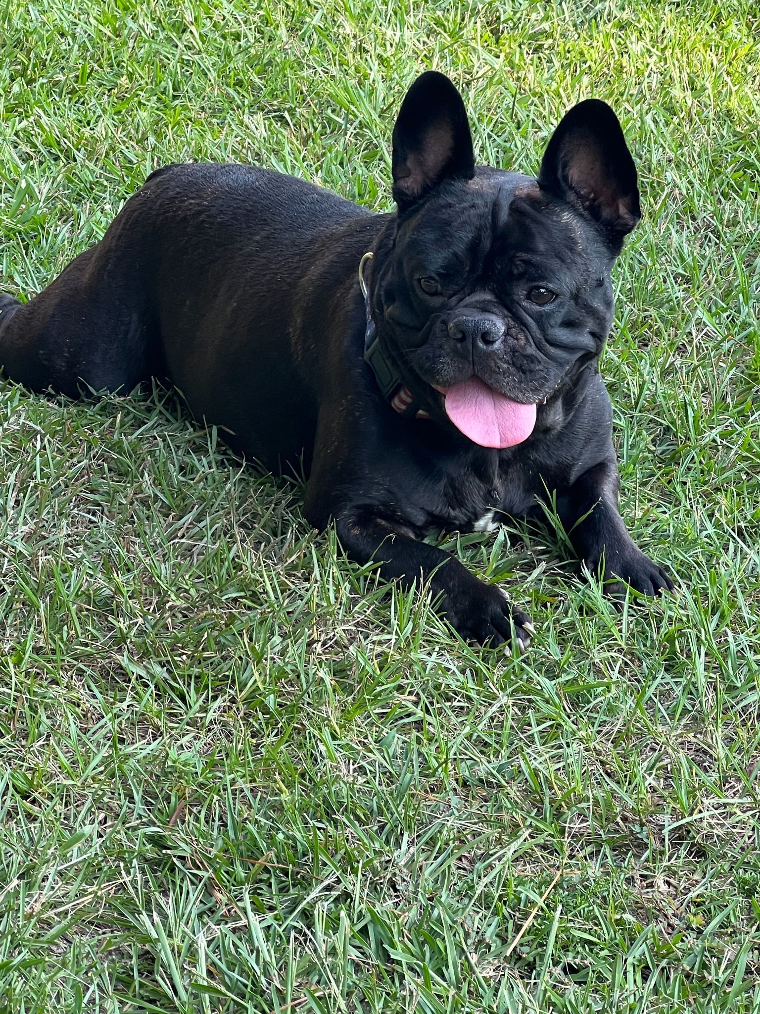 Black French bulldog lying in green grass, panting with tongue out.