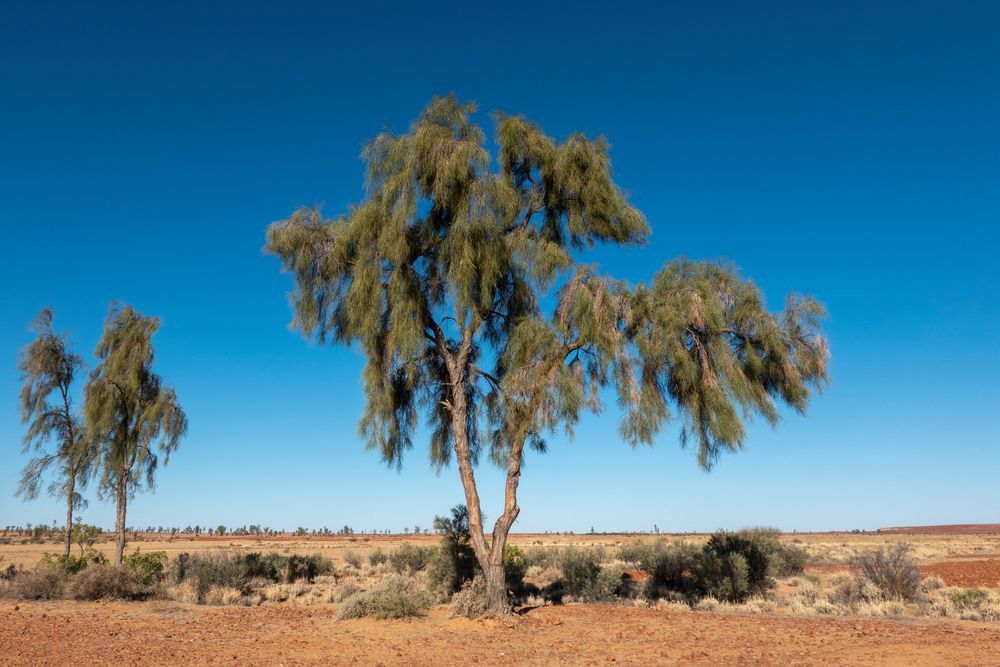 Waddi Trees of Birdsville — Paint & Decor in Birdsville, QLD