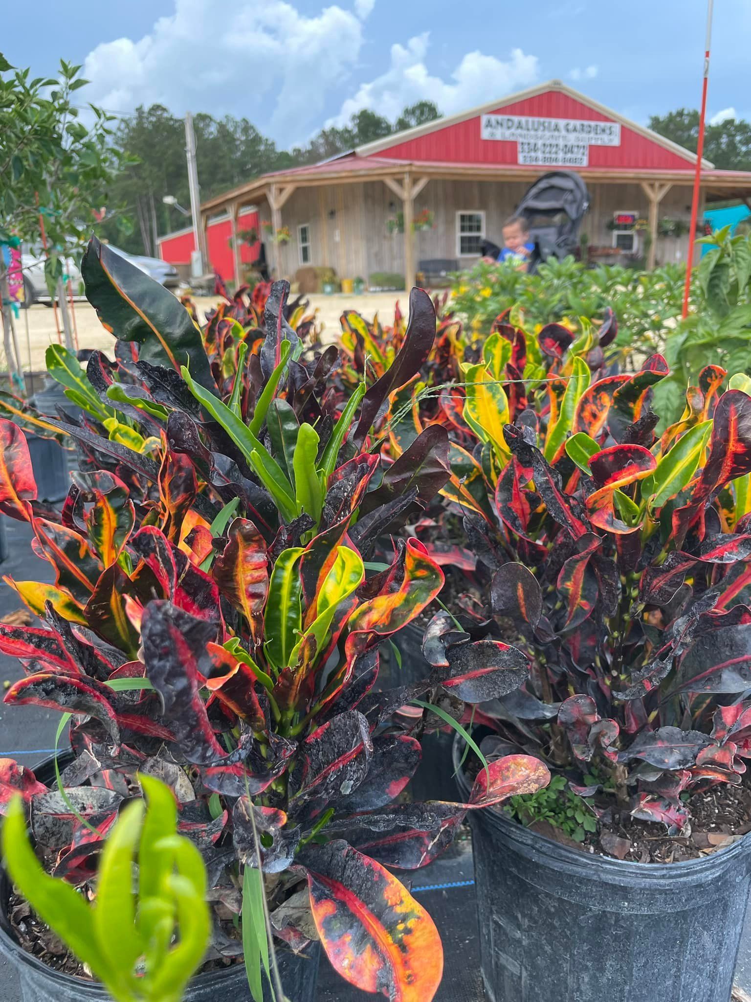 Potted croton plants with colorful leaves in front of a red building with a sign that says 