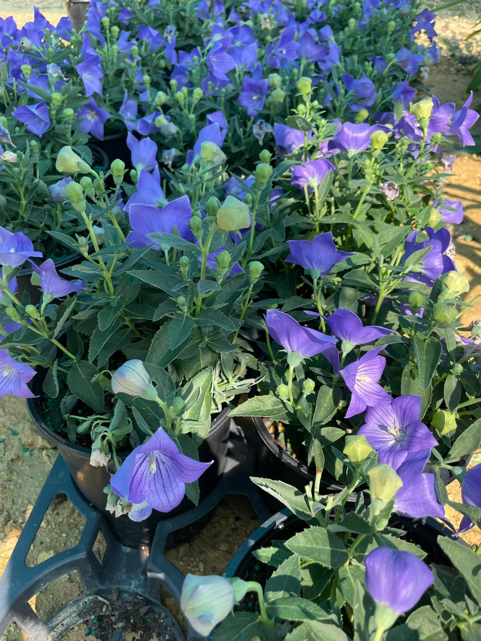 Blue balloon flowers in black pots, densely packed, outdoors.