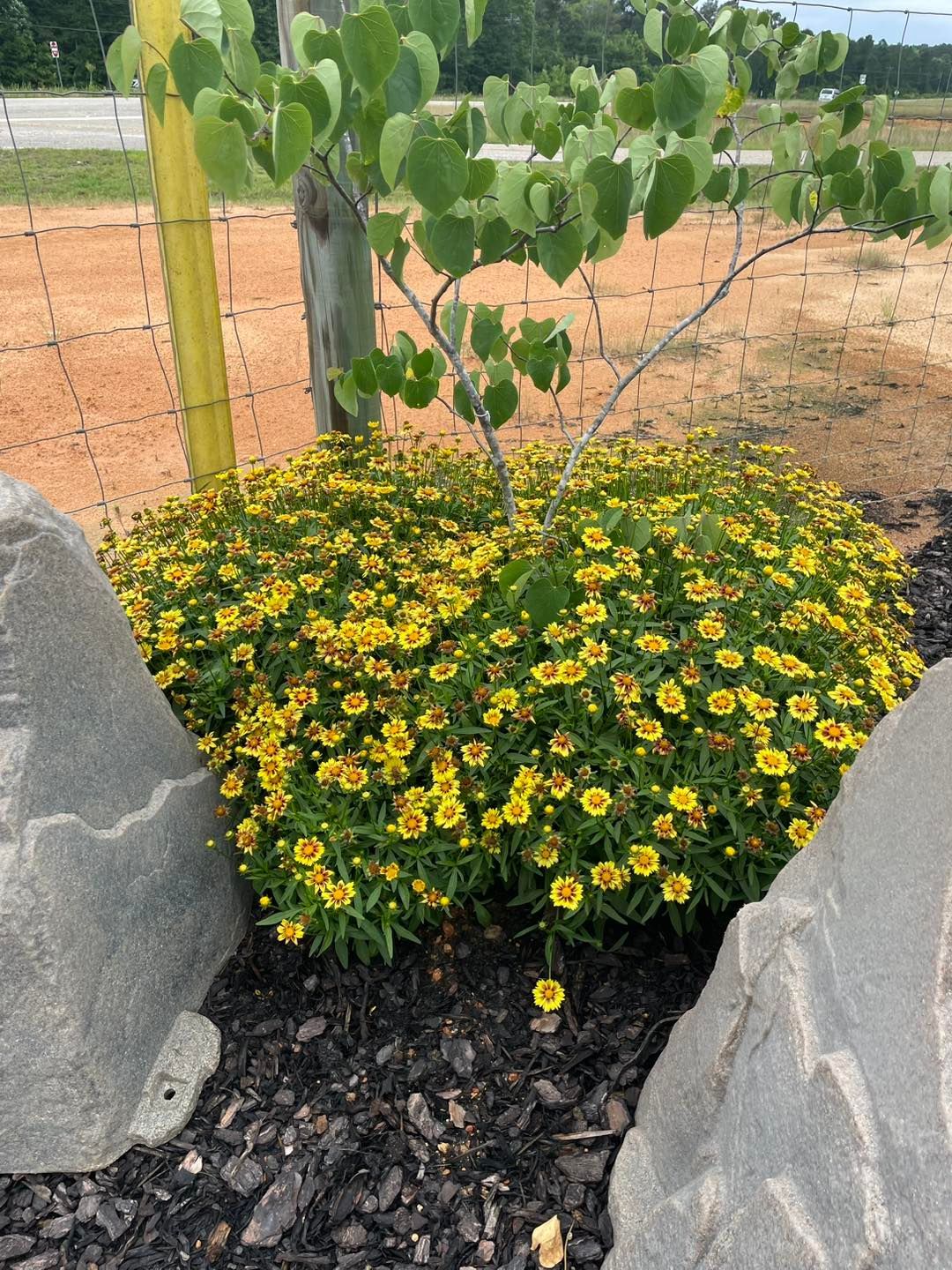 Yellow flowering plants with a small tree near a fence and rocks.