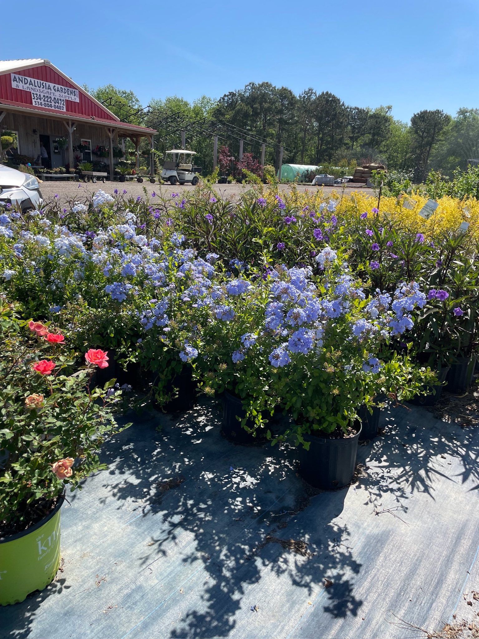 Potted blue, yellow, and red flowering plants for sale at an outdoor garden center.