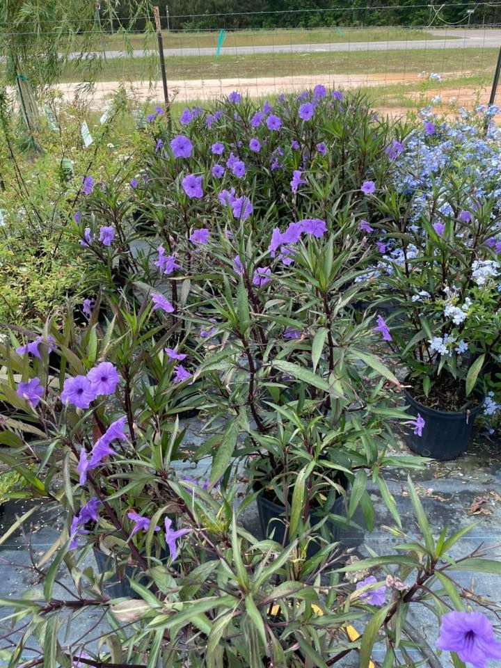 Purple petunia-like flowers in full bloom, tall stems, green leaves, in black pots, outdoor setting.