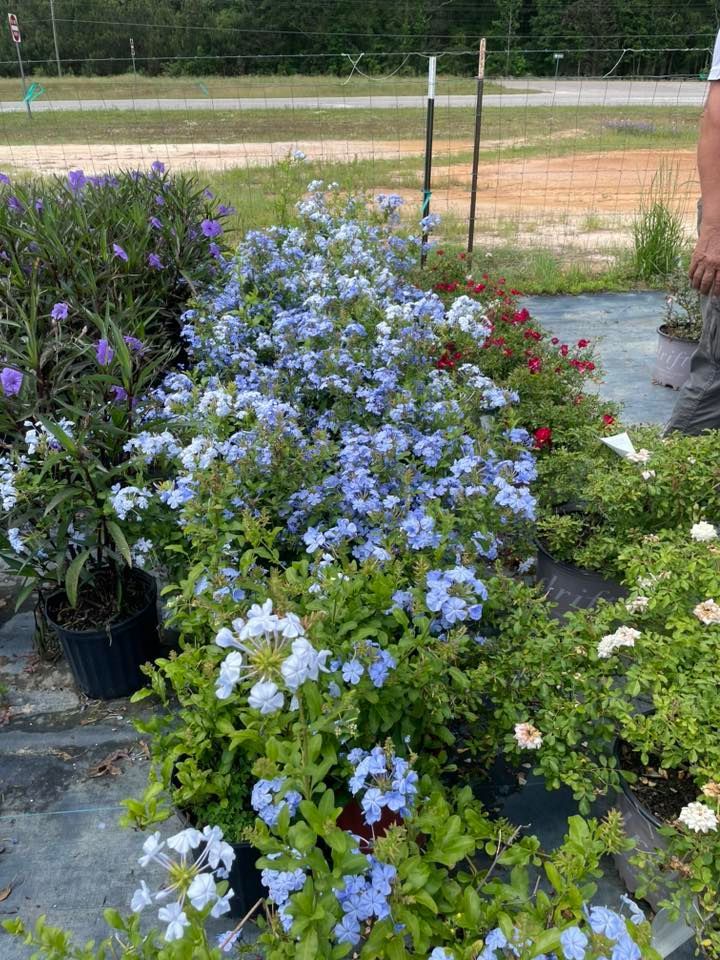 Blue flowering plants in pots, with other colorful blooms and a person standing nearby in an outdoor setting.
