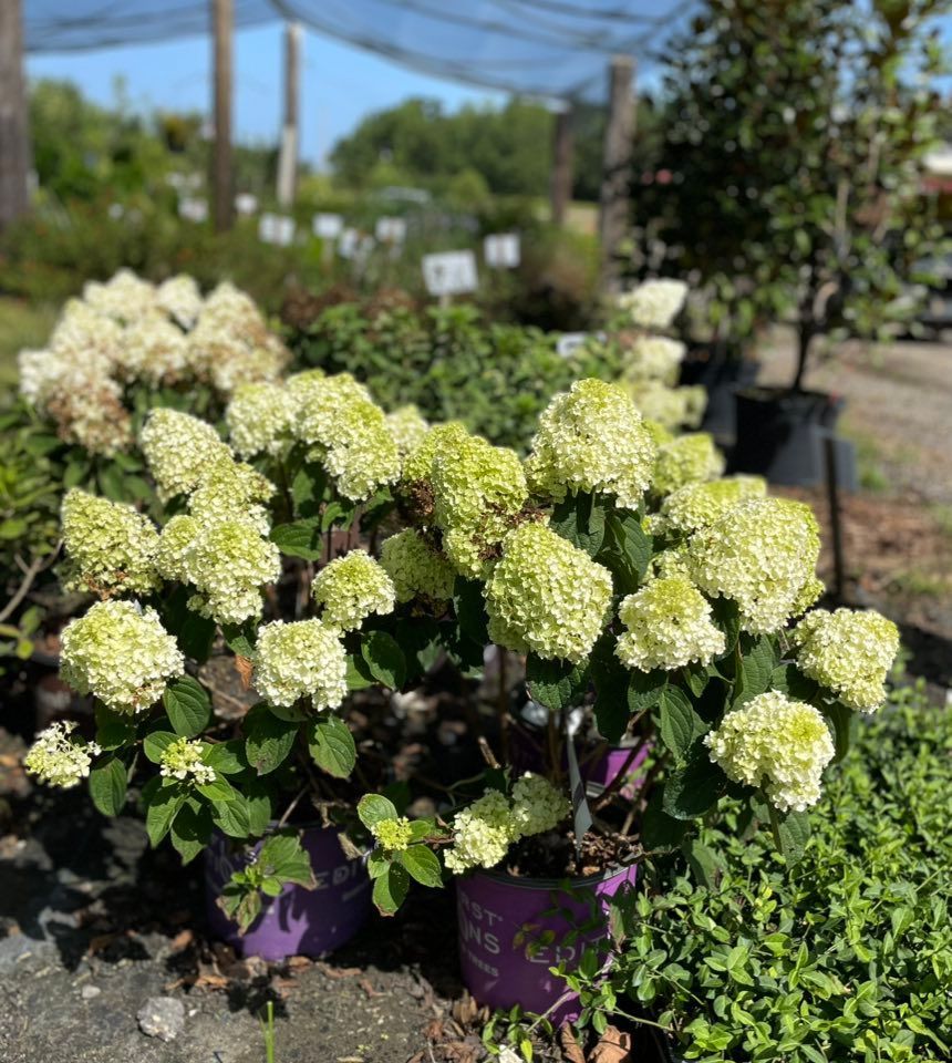 Flowers in pots on display at a plant shop. Hanging baskets above, with rows of potted mums.