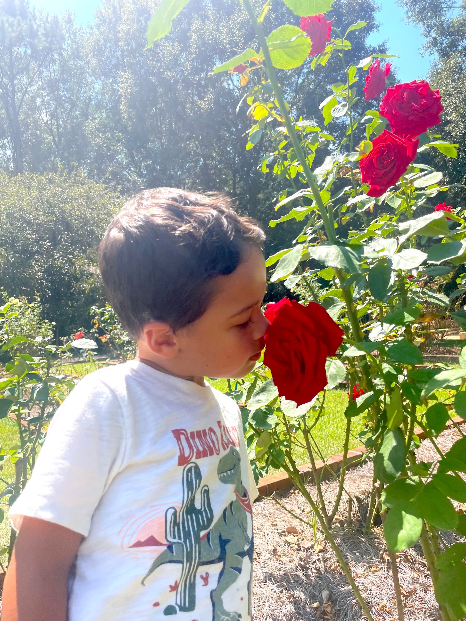 Young child smelling a vibrant red rose in a sunny garden.