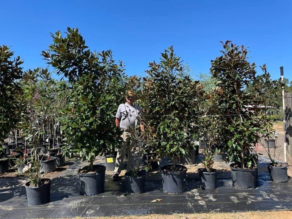 Man standing among potted trees on black matting; clear blue sky.