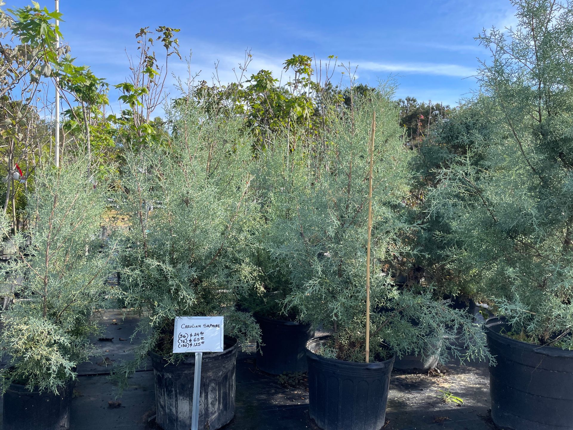 Several silver-leaf plants in black pots, outdoors on a sunny day.