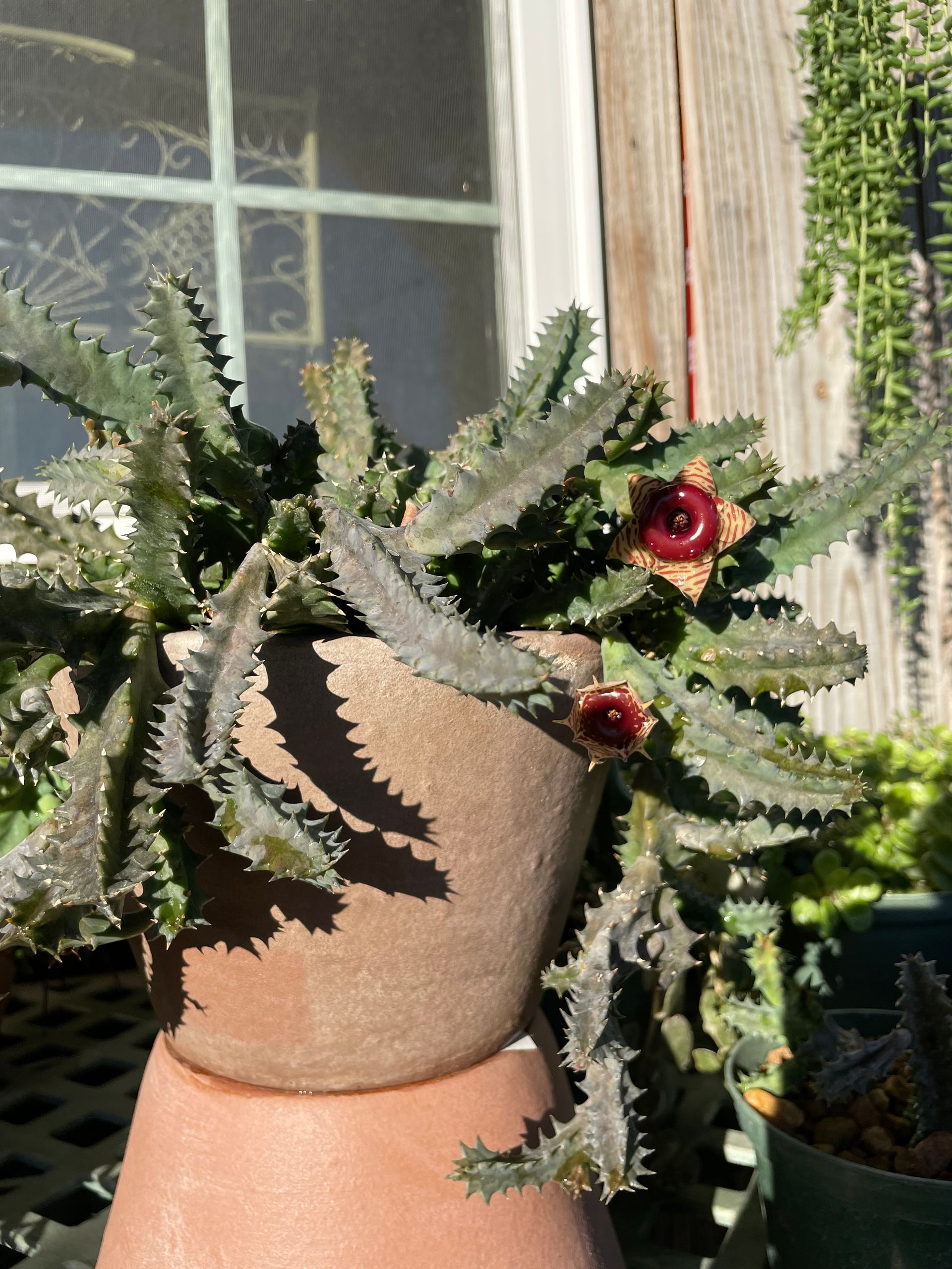 Succulent plant with spiky stems and dark red flowers in a terracotta pot.
