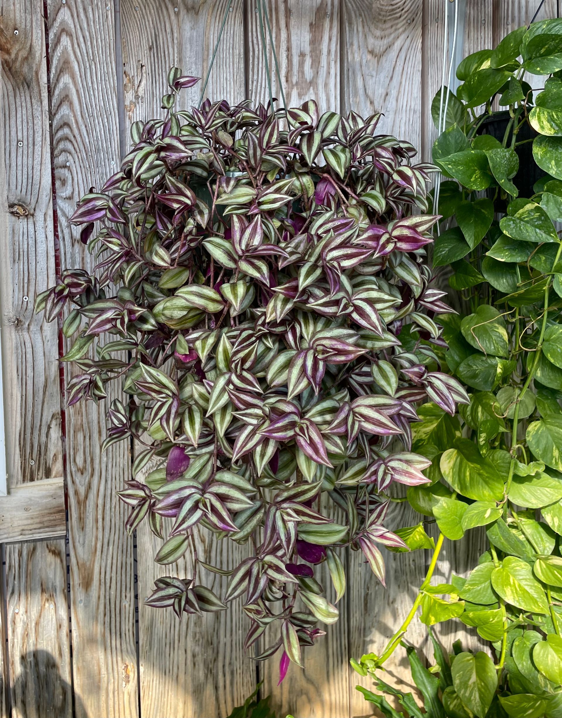Hanging basket with zebra-striped purple and green plant against a weathered wooden wall.