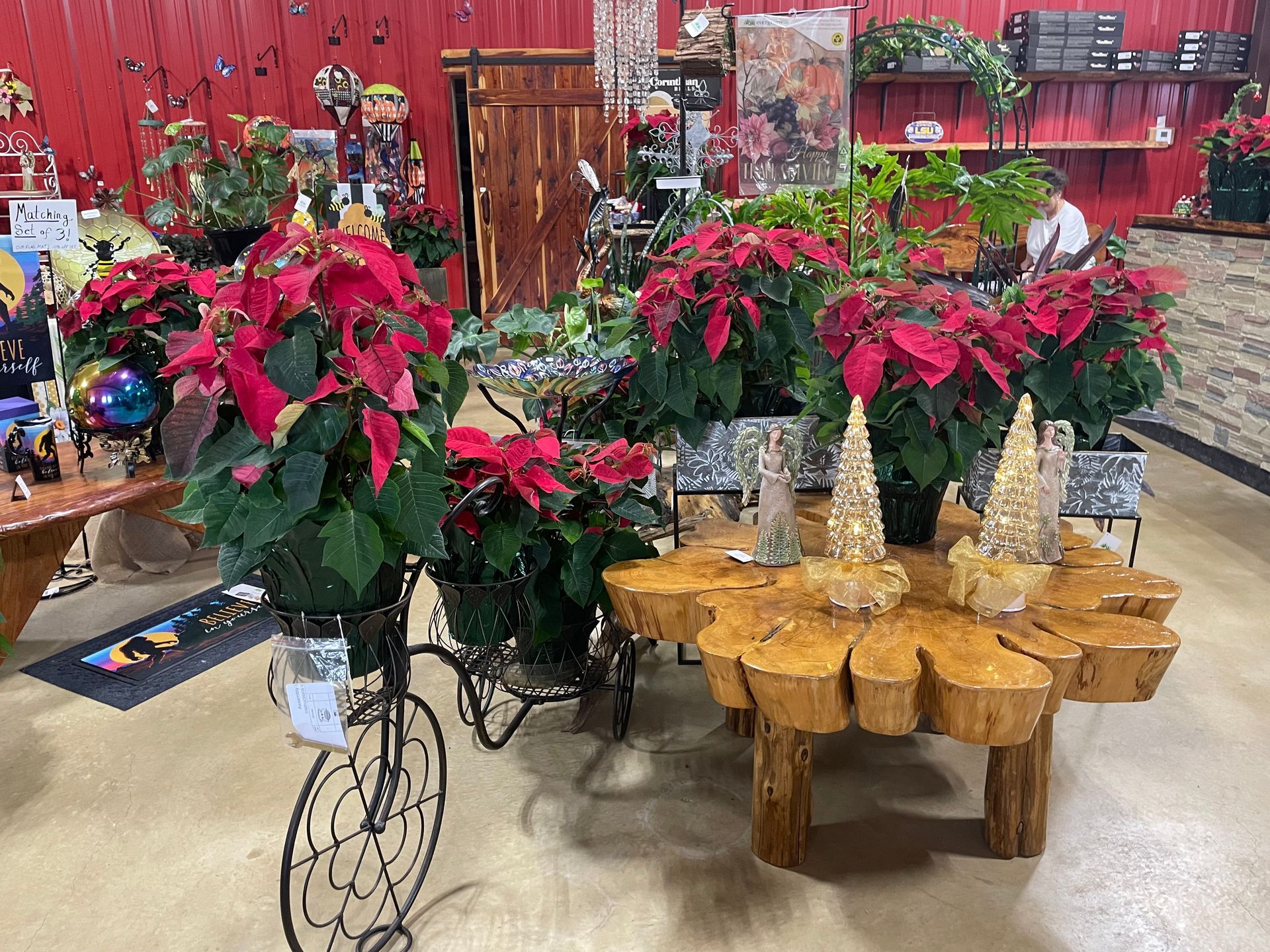 Poinsettias in a shop. Red blossoms in pots, bicycle display, wooden table with Christmas decor.