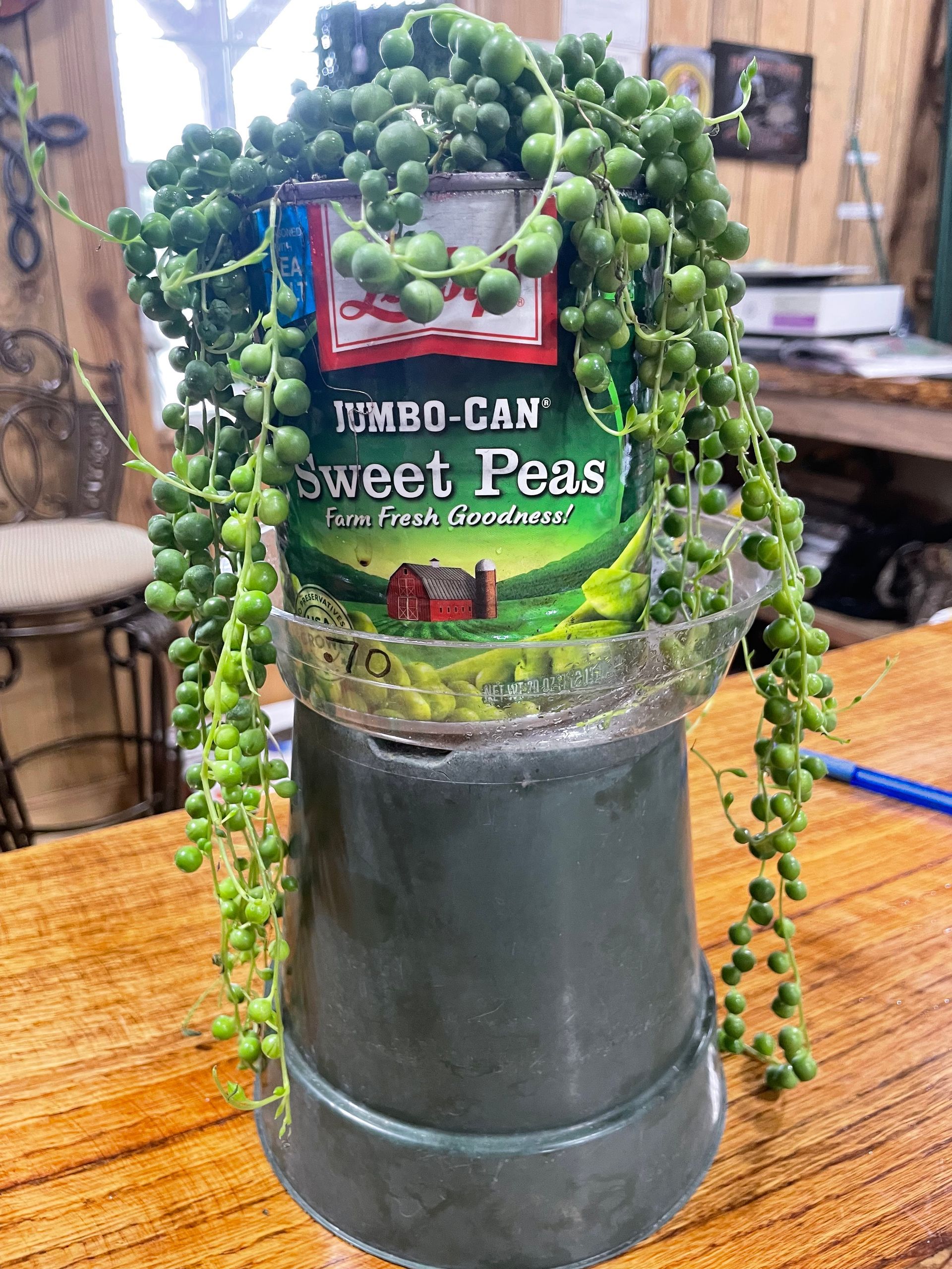 String of pearls succulent in a repurposed Sweet Peas can planter, cascading green beads, on a wooden surface.